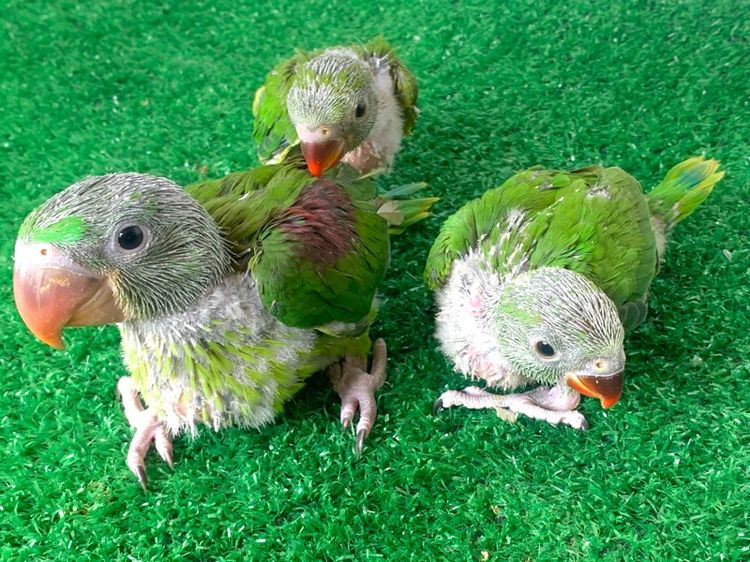 นกแก้ว โม่งและริงเนค รูปที่ 3