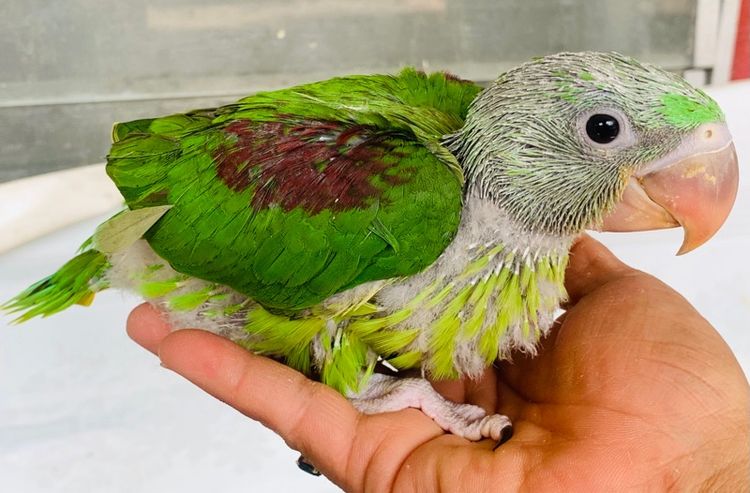 นกแก้ว โม่งและริงเนค รูปที่ 2