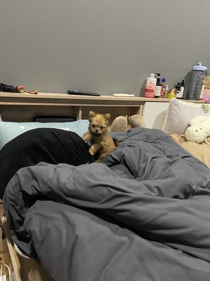 ยอร์คเชียผสมปอม รูปที่ 5