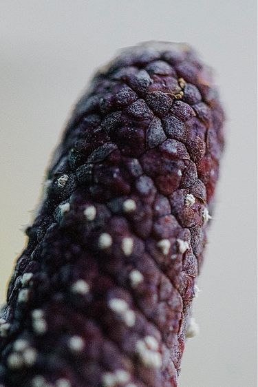 Canon 100mm Macro F2.8L IS USM รูปที่ 10