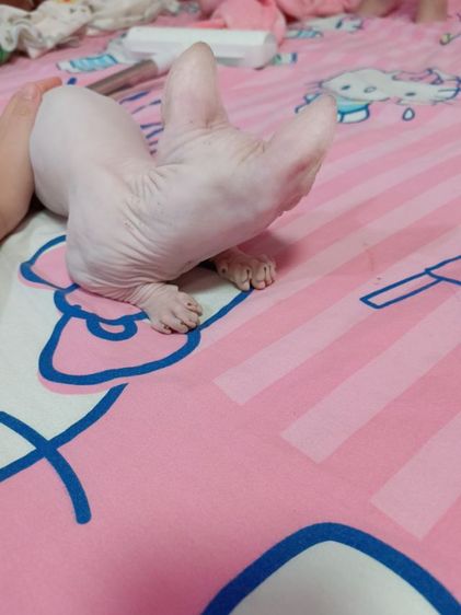 แบมบิโน่ ขาสั้น รูปที่ 5