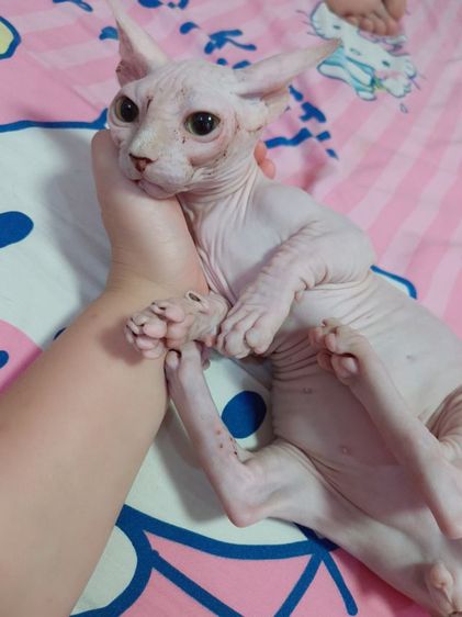 แบมบิโน่ ขาสั้น รูปที่ 2