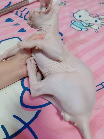 แบมบิโน่ ขาสั้น รูปที่ 4