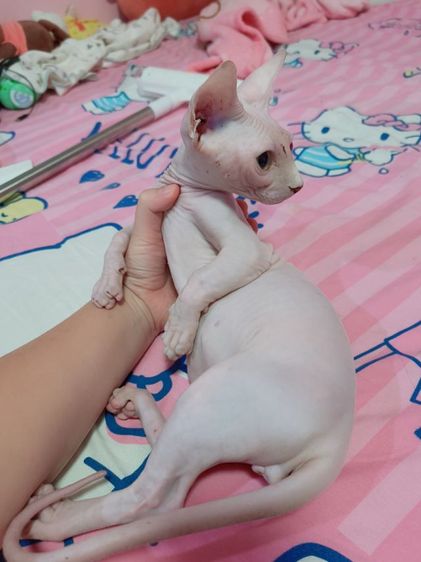สฟิงซ์ (Sphynx) แบมบิโน่ ขาสั้น