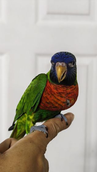 โนรีเรนโบ รูปที่ 2