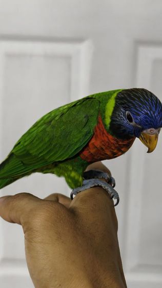 อื่นๆ โนรีเรนโบ