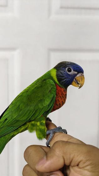 โนรีเรนโบ รูปที่ 4