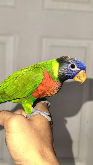 โนรีเรนโบ รูปที่ 3