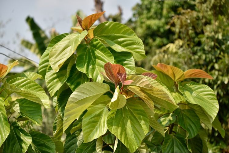 เลนส์ LensSIGMA 150-600mm F5-6.3 DG OS HSM "C" for Nikon Telephoto Zoom Lens รูปที่ 15