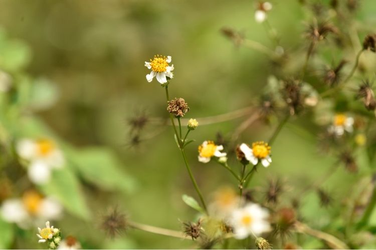 เลนส์ LensSIGMA 150-600mm F5-6.3 DG OS HSM "C" for Nikon Telephoto Zoom Lens รูปที่ 16