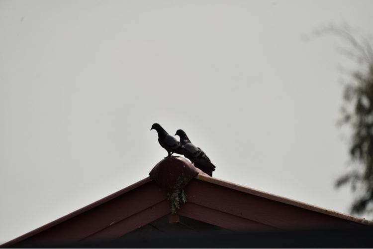 เลนส์ LensSIGMA 150-600mm F5-6.3 DG OS HSM "C" for Nikon Telephoto Zoom Lens รูปที่ 18