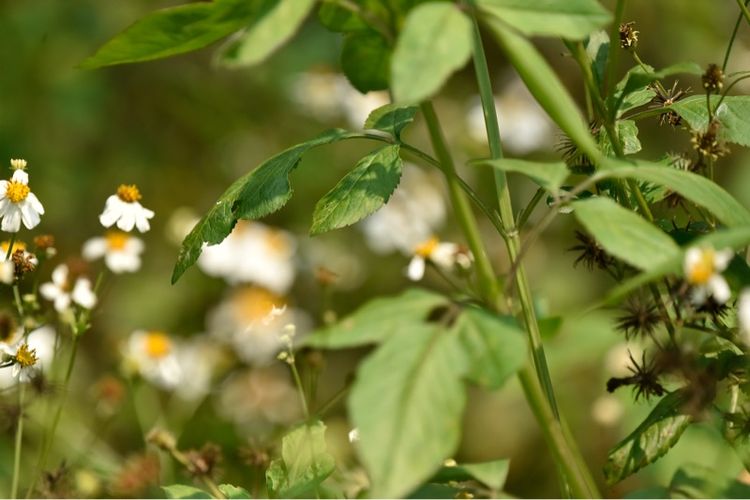 เลนส์ LensSIGMA 150-600mm F5-6.3 DG OS HSM "C" for Nikon Telephoto Zoom Lens รูปที่ 14