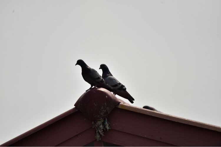 เลนส์ LensSIGMA 150-600mm F5-6.3 DG OS HSM "C" for Nikon Telephoto Zoom Lens รูปที่ 17