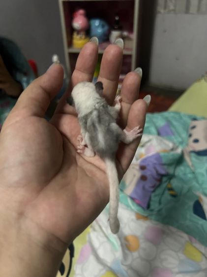 ชูก้าไกลเดอร์