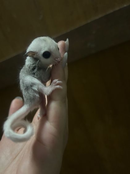 ชูก้าไกลเดอร์ รูปที่ 4