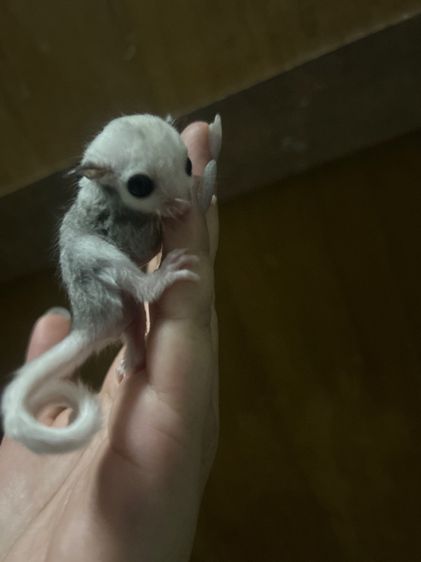 ชูก้าไกลเดอร์ รูปที่ 3