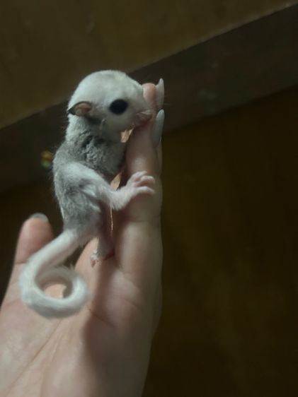 ชูก้าไกลเดอร์ รูปที่ 2