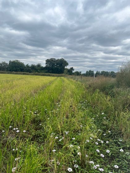 ใช่ ที่ดินชัยนาท รูปที่ 4