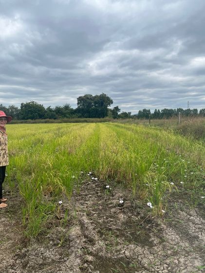 ที่ดินชัยนาท