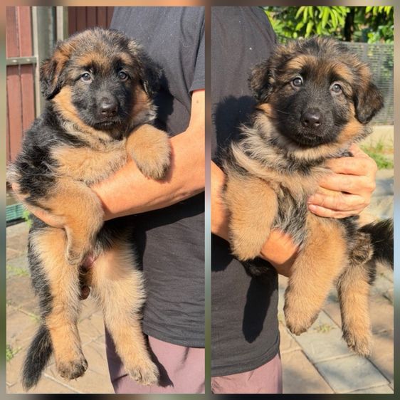 ลูกสุนัขเยอรมัน เชพเพิร์ด(อัลเซเชี่ยน)สายพันธุ์แท้โครงสร้างใหญ่ๆ พ่อแน่นล่ำ แม่สวย จากkankarnclub มีจัดส่งทั่วประเทศ กันย์เจ้าเก่าครับ