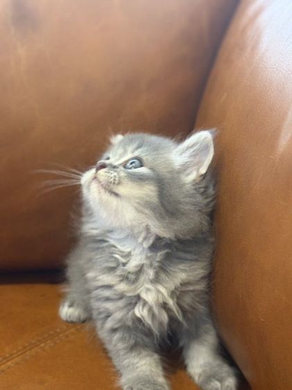 สก็อตติช รูปที่ 3