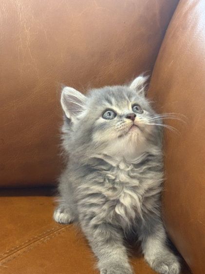 สก็อตติช รูปที่ 2