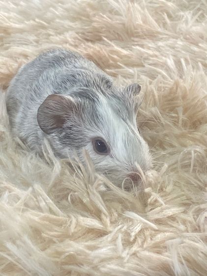 หนูแกสบี้ รูปที่ 8