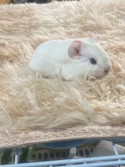 หนูแกสบี้ รูปที่ 3