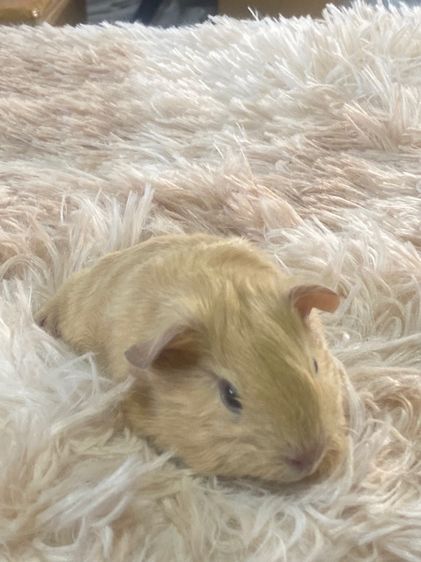 หนูแกสบี้ รูปที่ 7