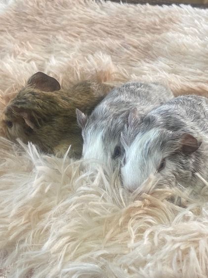 หนูแกสบี้ รูปที่ 5