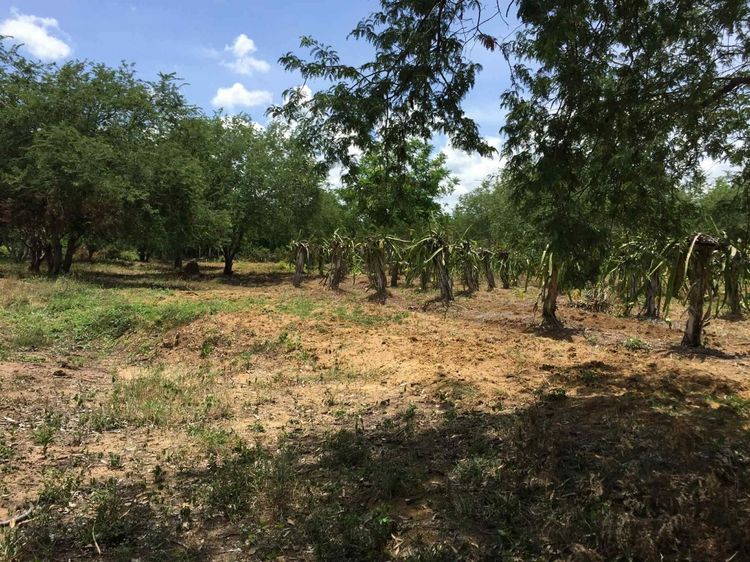 ขายที่ดินเพชรบูรณ์อำเภอเมืองติดถนน รูปที่ 2