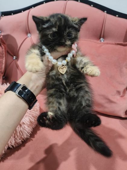 เด็กหญิง สก็อตติช 🏡🏠😻ระบบปิด รูปที่ 9