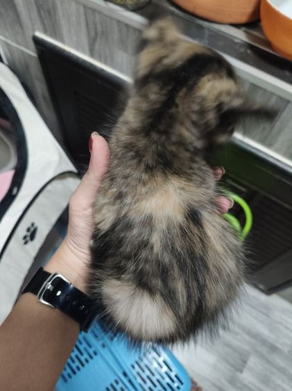 เด็กหญิง สก็อตติช 🏡🏠😻ระบบปิด รูปที่ 2