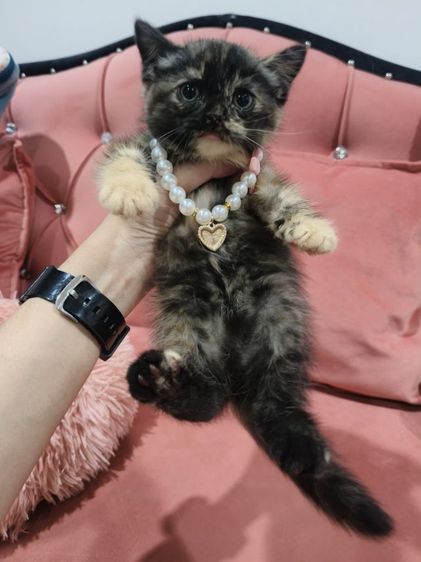 เด็กหญิง สก็อตติช 🏡🏠😻ระบบปิด รูปที่ 10