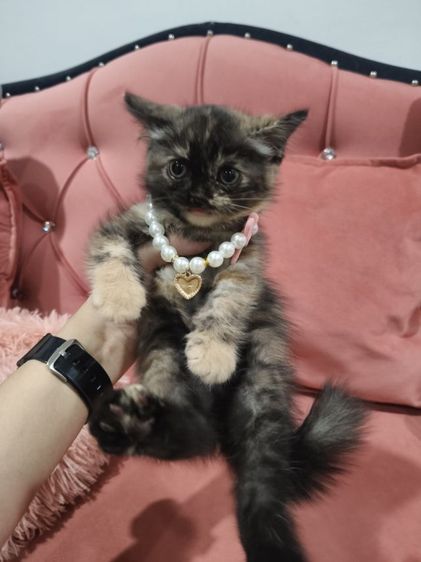 เด็กหญิง สก็อตติช 🏡🏠😻ระบบปิด รูปที่ 4