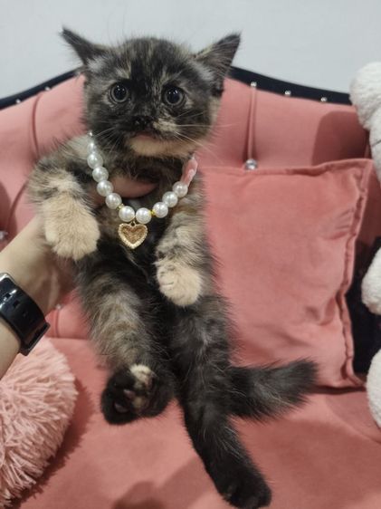 เด็กหญิง สก็อตติช 🏡🏠😻ระบบปิด รูปที่ 5