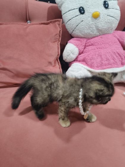เด็กหญิง สก็อตติช 🏡🏠😻ระบบปิด รูปที่ 7
