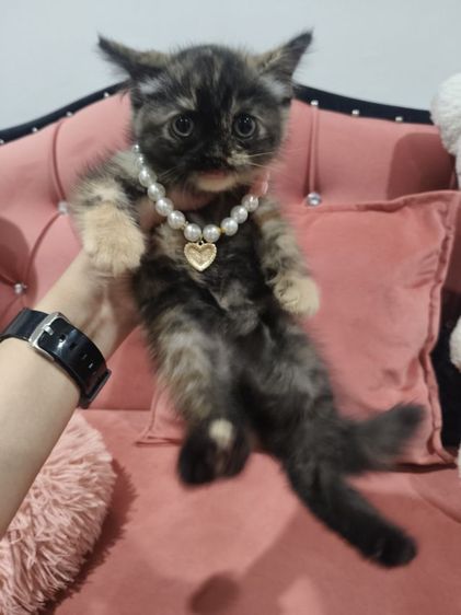 เด็กหญิง สก็อตติช 🏡🏠😻ระบบปิด รูปที่ 3