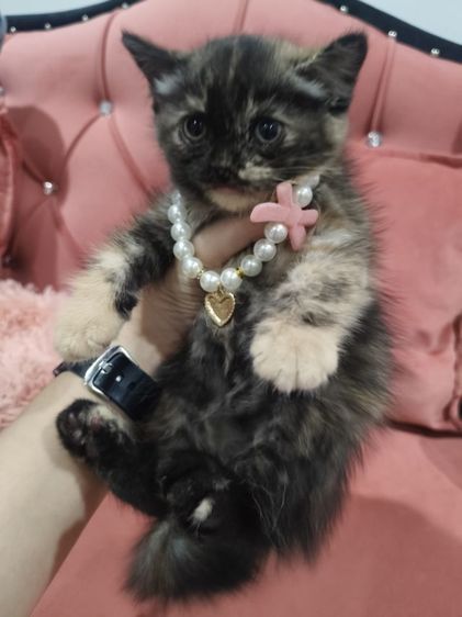 เด็กหญิง สก็อตติช 🏡🏠😻ระบบปิด รูปที่ 8