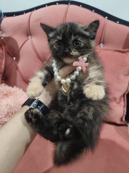 เด็กหญิง สก็อตติช 🏡🏠😻ระบบปิด