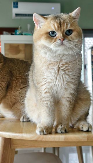 หนุ่มน้อย บริติชช็อตแฮร์ ♂️ รูปที่ 4