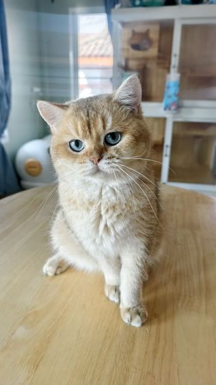 หนุ่มน้อย บริติชช็อตแฮร์ ♂️ รูปที่ 10