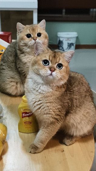 บริติช ชอร์ตแฮร์ (British Shorthair) บริติชหญิง เลี้ยงเล่น 