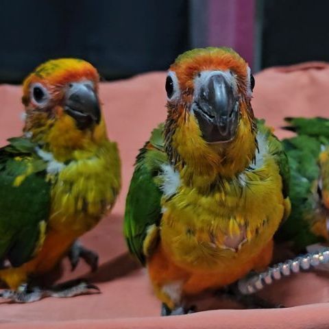 ลูกป้อนนกซันคอนัวร์