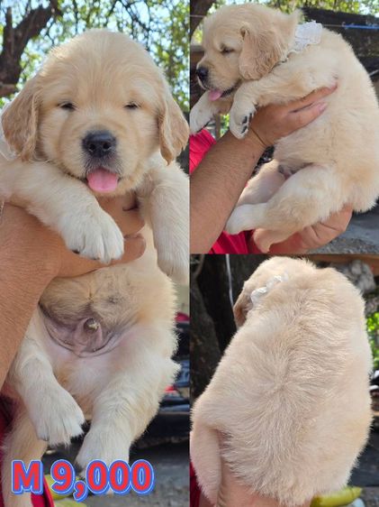 ลูกสุนัขโกลเด้นแท้ เกรดโอเวอร์ไซส์