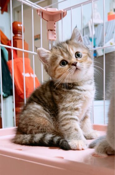 สก็อตติช โฟลด์ (Scottish Fold) ลูกแมวสกอตติชโฟลด์ แท้ หุ่นหมี พร้อมย้าย