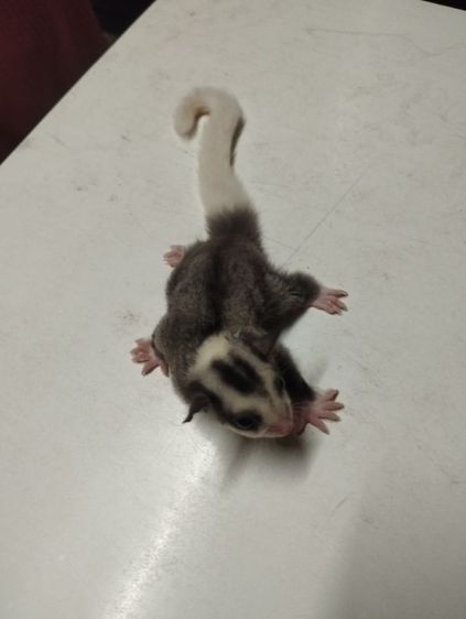 ชูก้าไกรเดอร์