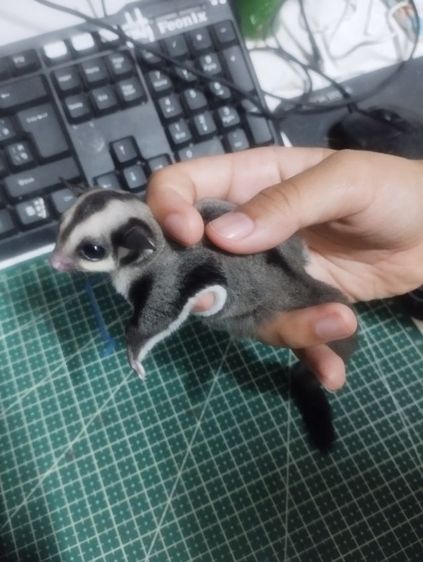 ชูก้าไกรเดอร์