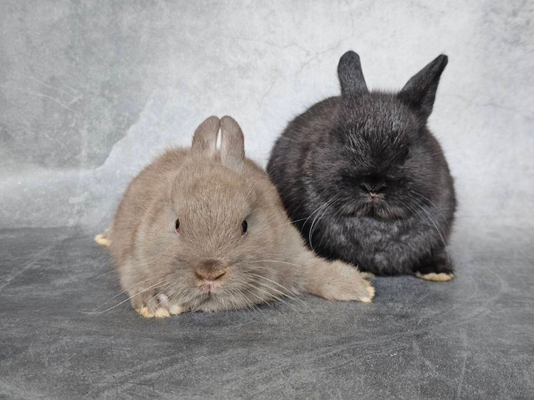 กระต่ายแคระหลากสี