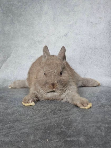 กระต่ายหลายสายพันธุ์ รูปที่ 6